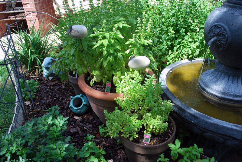 7/2/2011 - Garden